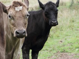 2012-12-09-65 Bonnie (c) Jason Grossman.jpg